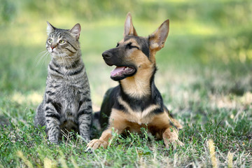 Cute dog and cat on green grass