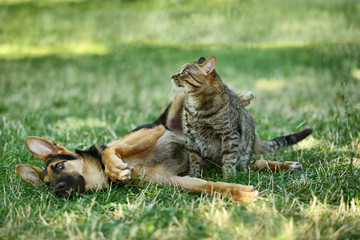 Cute dog and cat on green grass