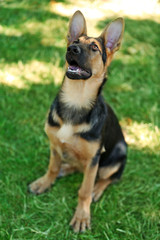 German shepherd dog on green grass