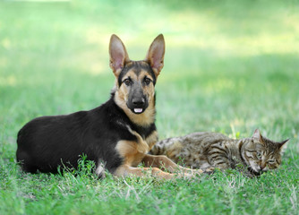 Cute dog and cat on green grass
