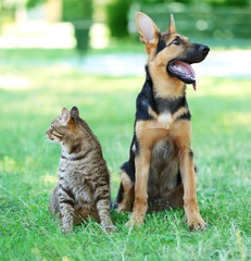 Cute dog and cat on green grass