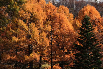 紅葉のカラマツ林