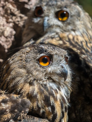 Two owls bubo bubo with yellow eyes