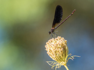 Damselfly zygoptera on a flower against colorful background