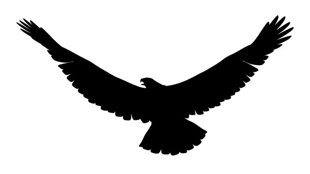 Silhouette eines Adlers