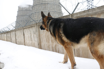 German shepherd dog is guarding an important object in winter
