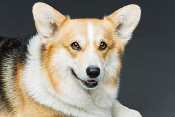 Beautiful welsh corgi dog