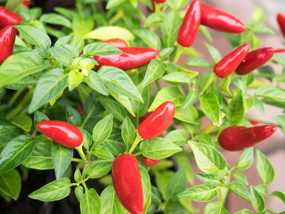 Hot pepper