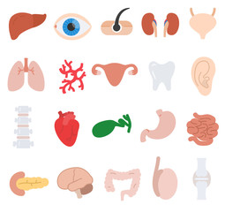 human anatomy icons set. internal organs, body parts collection. flat design