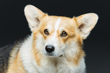 Beautiful welsh corgi dog