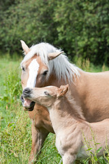Obraz premium Mother with her foal - haflinger