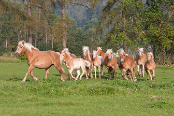 Herd of horses with foals running on meadow