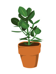 Leafy pot plant