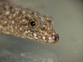 pequeño lagarto