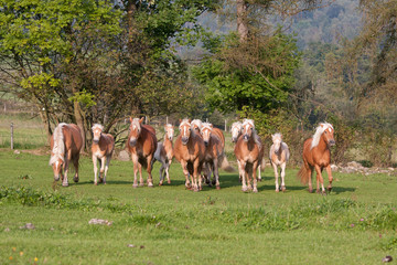 Herd of horses with foals running on meadow