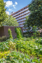 Urban agriculture: a vegetable garden beside a church building i