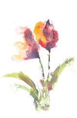 Stylized tulips on white, watercolor painting