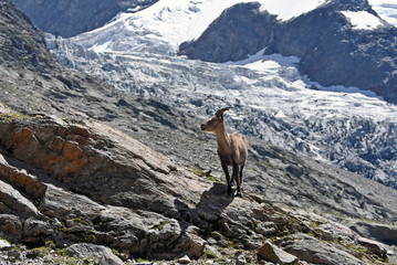 Glacier de Bionnassay