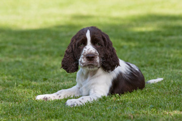 Portrait of nice puppy - english springer spaniel © lenkadan