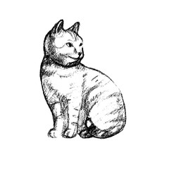 Vector illustration with the image of a cat hand drawn effect. black-and- white line.