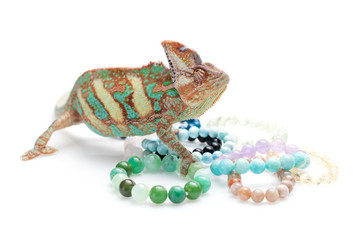 Fototapeta premium Beautiful chameleon with natural stone bracelets