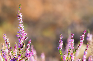 Nahaufnahme von blühendem Heidekraut in einem Naturschutzgebiet