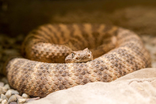 Tiger Rattlesnake