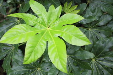 Close-up of Japanese aralia
