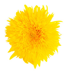 Yellow fall sunflower