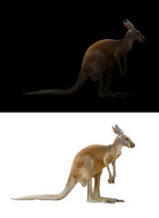 kangaroo on black and white background