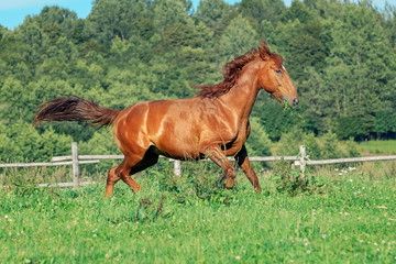 Fototapeta premium Red horse on grass field