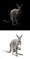 Papier Peint photo autocollant Kangourou female kangaroo and joey