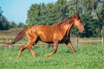 Red horse on grass field