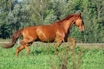 Fototapeta premium Red horse on grass field