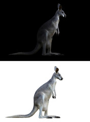 kangourou sur fond noir et blanc