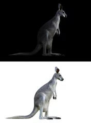 Papier Peint photo Lavable Kangourou kangourou sur fond noir et blanc