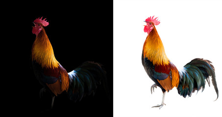 colorful rooster in the dark and white background - obrazy, fototapety, plakaty