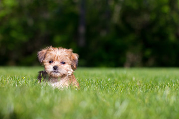 Puppy