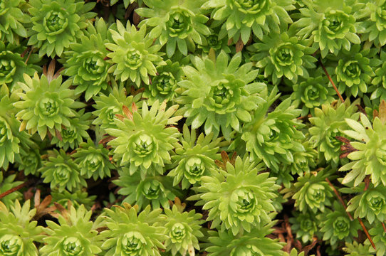 Sedum Plant Green Many