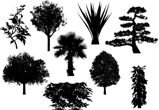 Tree's silhouette collection