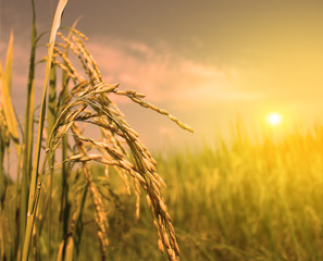 rice field