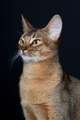 Portrait of nice cat on black background - abyssinian cat