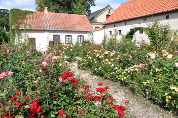 Fototapeta na wymiar Rose garden