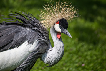 Crowned crane portrait with green background