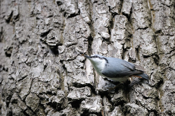 Obraz premium Nuthatch with a feed
