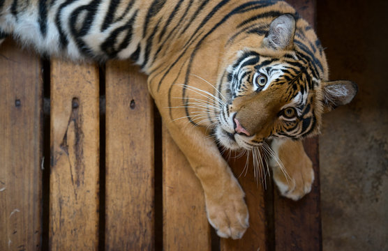 bengal tiger