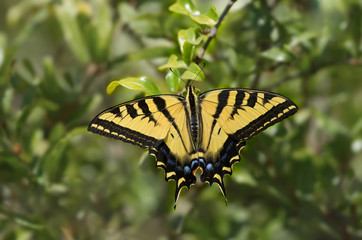 Fototapeta na wymiar Western Tiger Swallowtail (Papilio rutlus) butterfly.