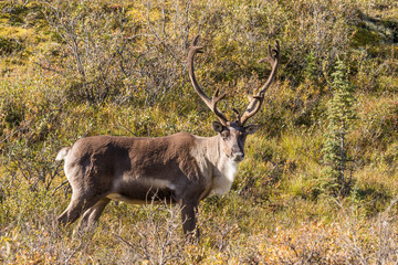 Barren Ground Caribou Bull in Velvet