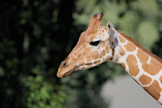 Giraffa camelopardalis (giraffe)