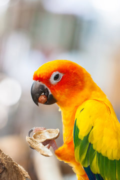 Pet Parrot, a beautiful and intelligent.